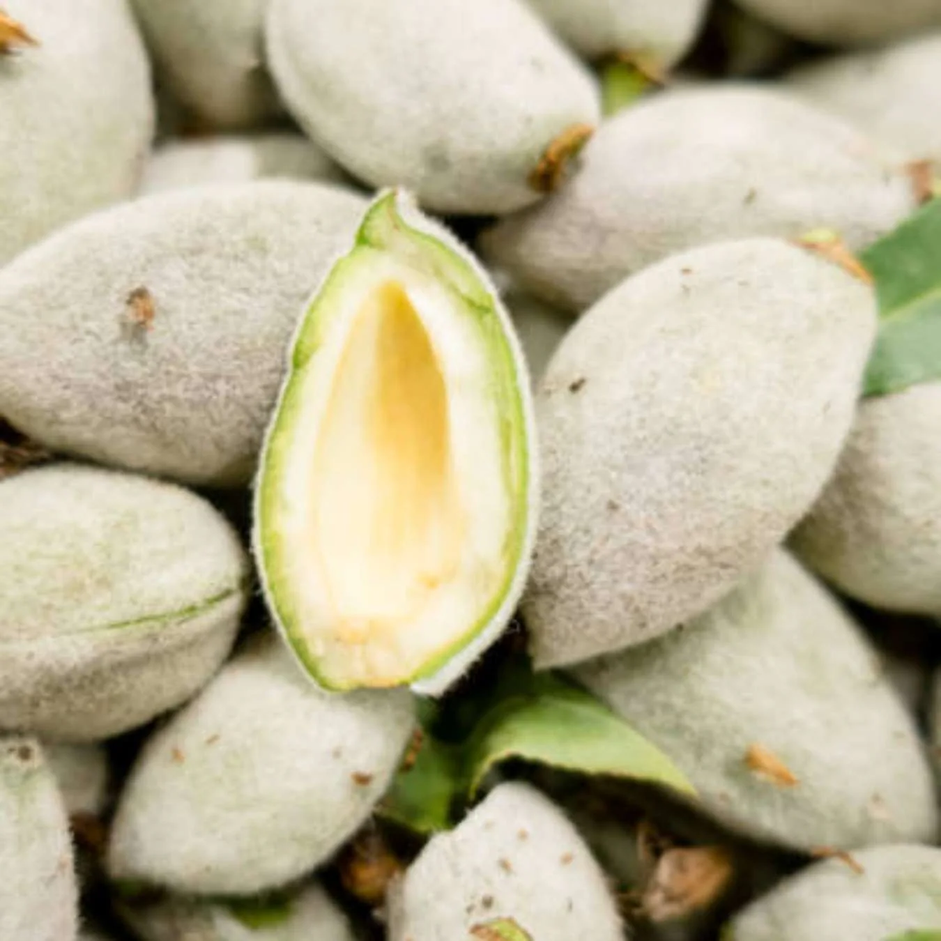 2030027-lovea-huile-d_amande-douce-adoucit-ingredient